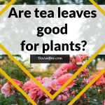 Are tea leaves good for plants?