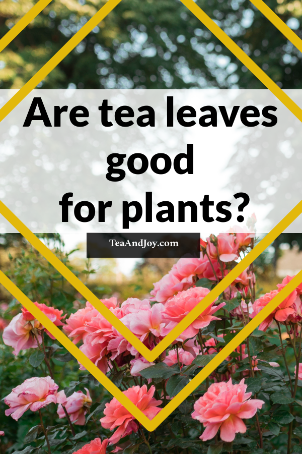 Are tea leaves good for plants?