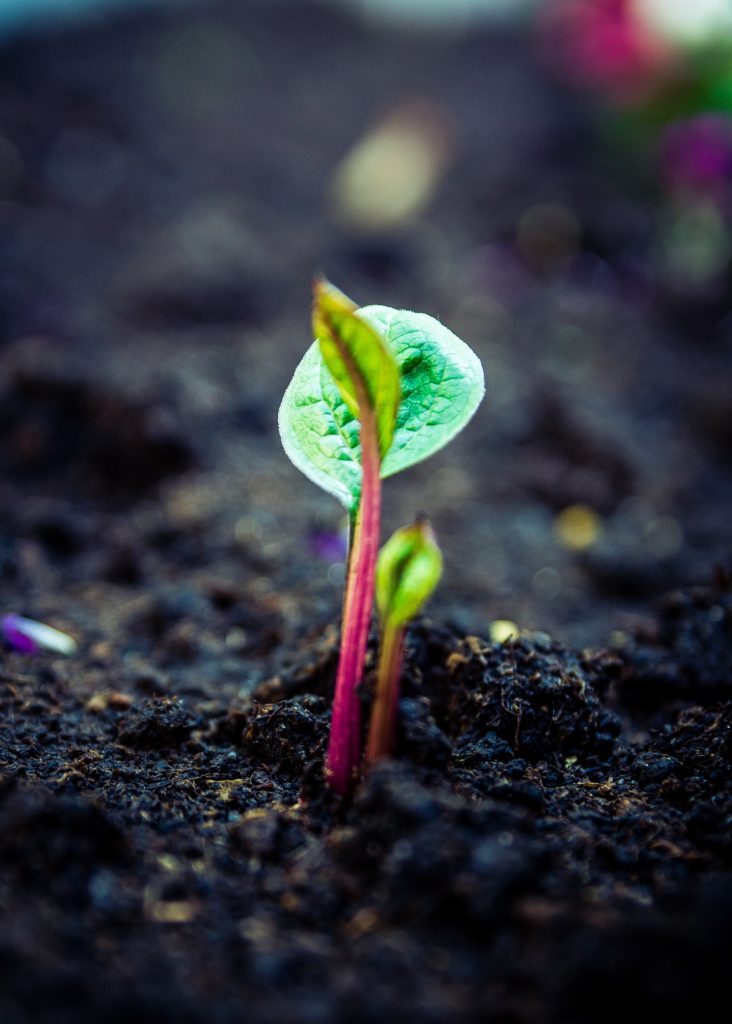 Are tea leaves good for plants?